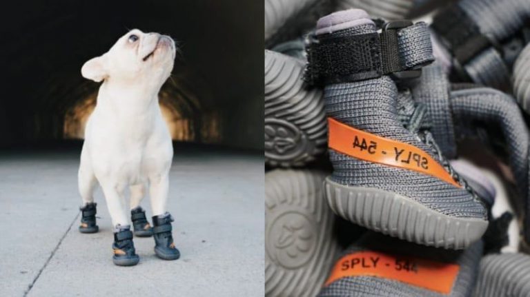 Fresh Pawz Launches Its First Sneakers For Dogs Anyone